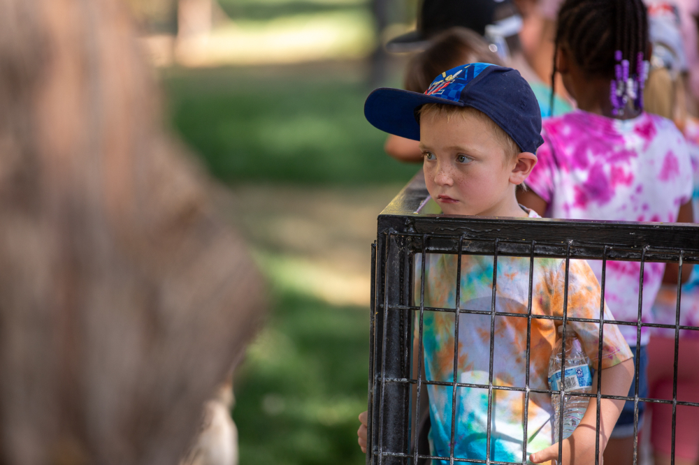 A little boy in a baseball cap looks into an exhibit