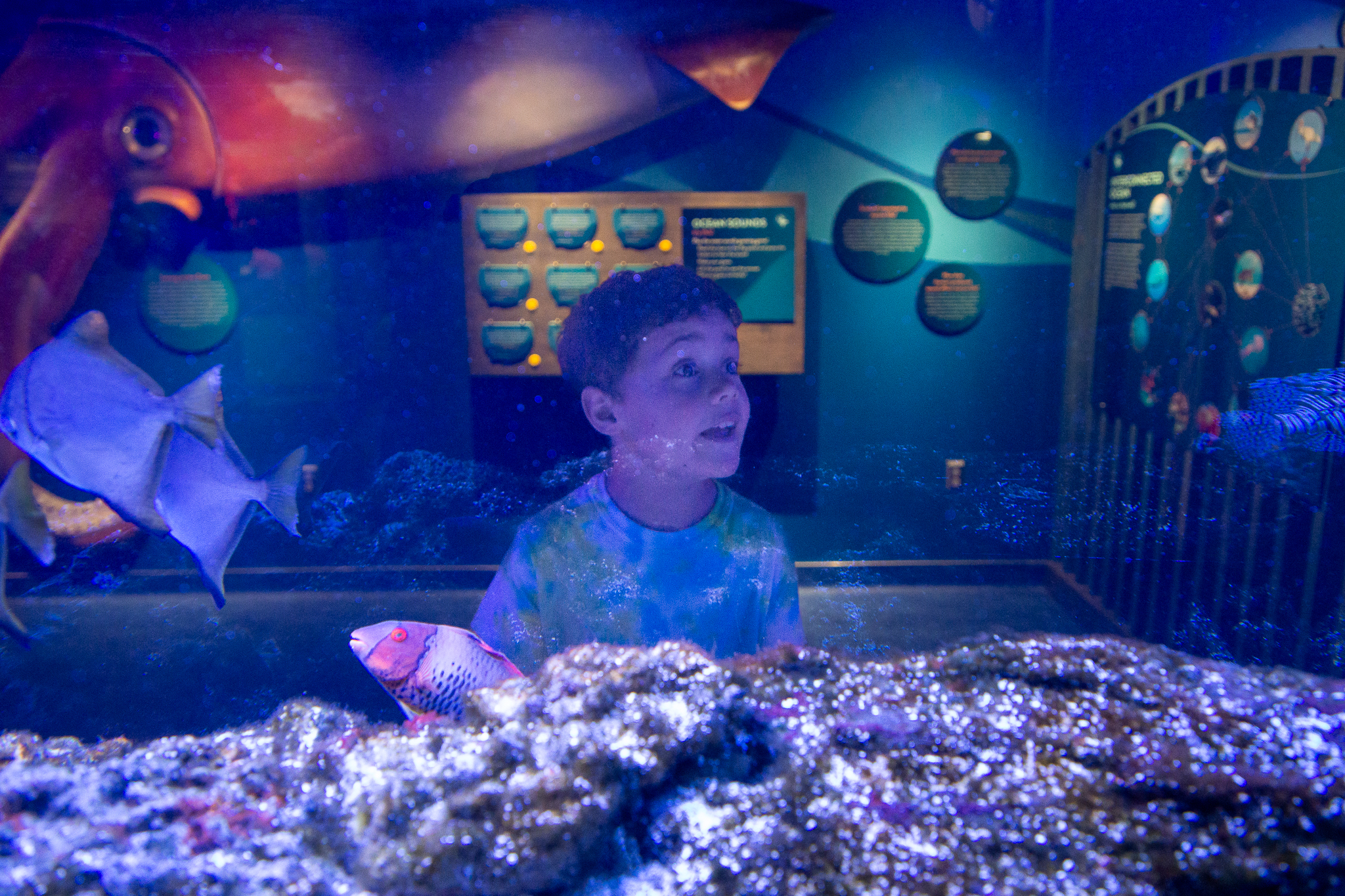 A little boy looks on in awe at an aquarium