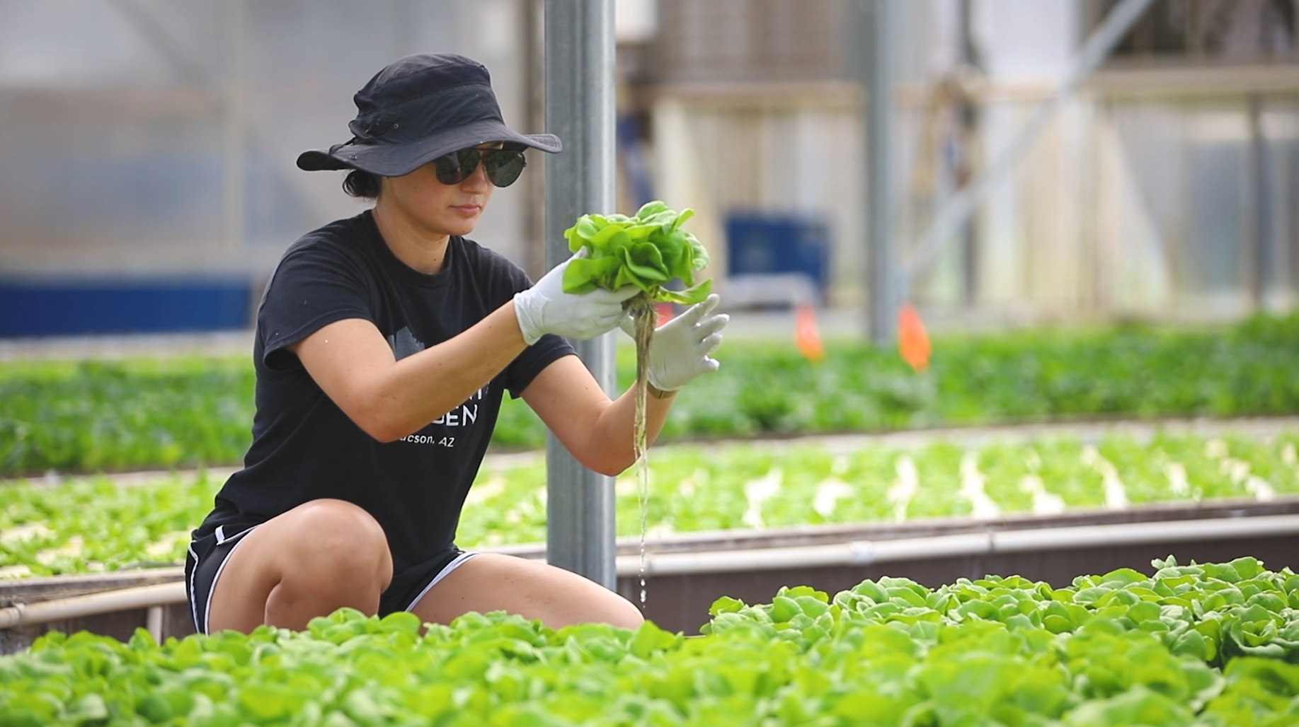 A Food Services worker picks out fresh lettuce